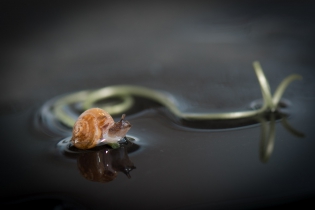 06/04_29/366 Je pensais photographier une petite coquille d'escargot vide. Pour lui donner un peu de brillant, je l'ai arrosée... grande surprise, il était vivant...