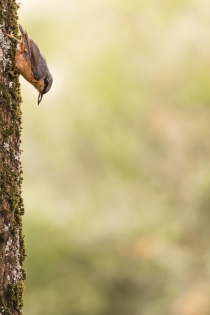 12/05_65/366 Sittelle Torchepot, petit oiseau trapu qui se déplace habilement sur les troncs d'arbre, souvent la tête en avant...